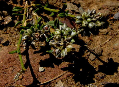 Image of Limeum aethiopicum Burm. fil.