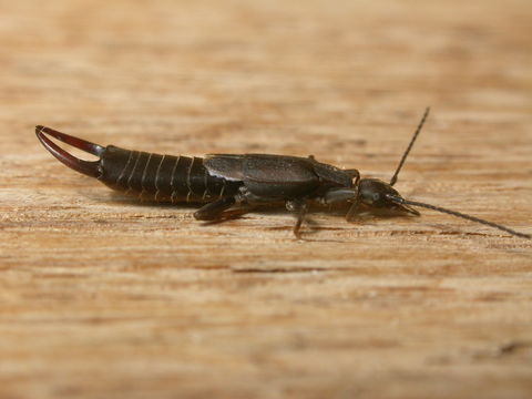 Image of Earwig
