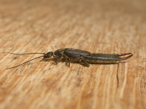 Image of Earwig