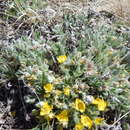 Image de Potentilla concinna var. proxima (Rydb.) S. L. Welsh & B. C. Johnston