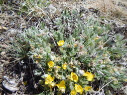 Слика од Potentilla concinna var. proxima (Rydb.) S. L. Welsh & B. C. Johnston