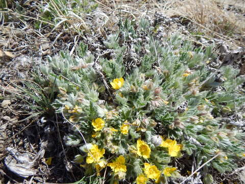 Image of elegant cinquefoil