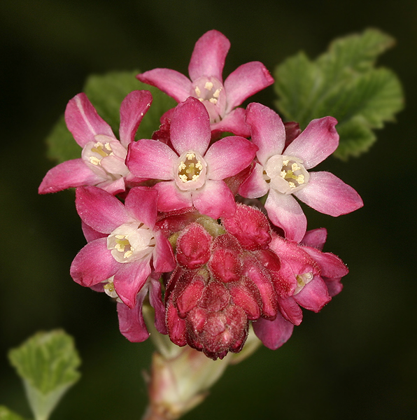 Ribes sanguineum (rights holder: Lynette Elliott)