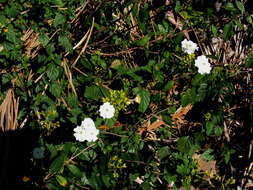 صورة Varronia serrata (L.) A. Borhidi