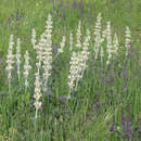 Image of Phlomoides laciniata (L.) Kamelin & Makhm.