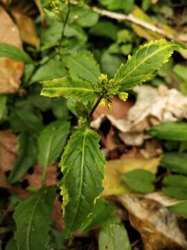 Image of Variable-Leaf Yellowcress