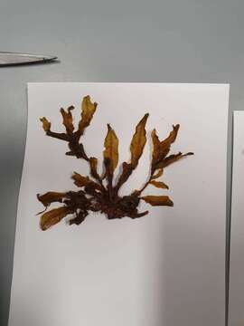 Image of Dictyopteris polypodioides