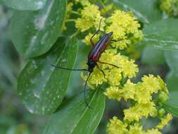 Pedostrangalia (Neosphenalia) emmipoda (Mulsant 1863) resmi