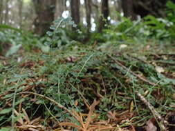 Image of Asplenium flabellifolium Cav.