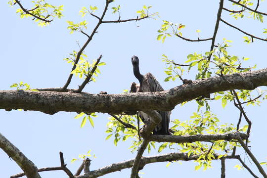 Image of Slender-billed Vulture