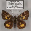 Image of Pardaleodes tibullus torensis Bethune-Baker 1906