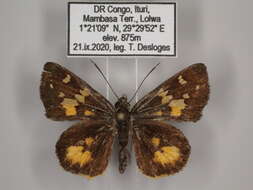 Image of Pardaleodes tibullus torensis Bethune-Baker 1906
