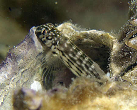 Image of Japanese Blenny