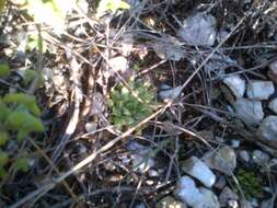 Image of Haworthia mirabilis var. triebneriana (Poelln.) M. B. Bayer