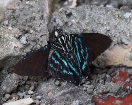 Plancia ëd Phocides pigmalion Cramer 1779