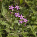 Sivun Centaurium anatolicum (K. Koch) N. N. Tzvelev kuva