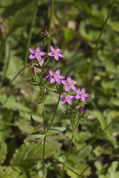 Image of Centaurium anatolicum (K. Koch) N. N. Tzvelev