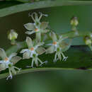 Imagem de Tridactyle bicaudata subsp. bicaudata