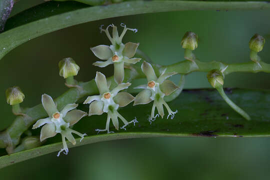 Image of Tridactyle bicaudata subsp. bicaudata