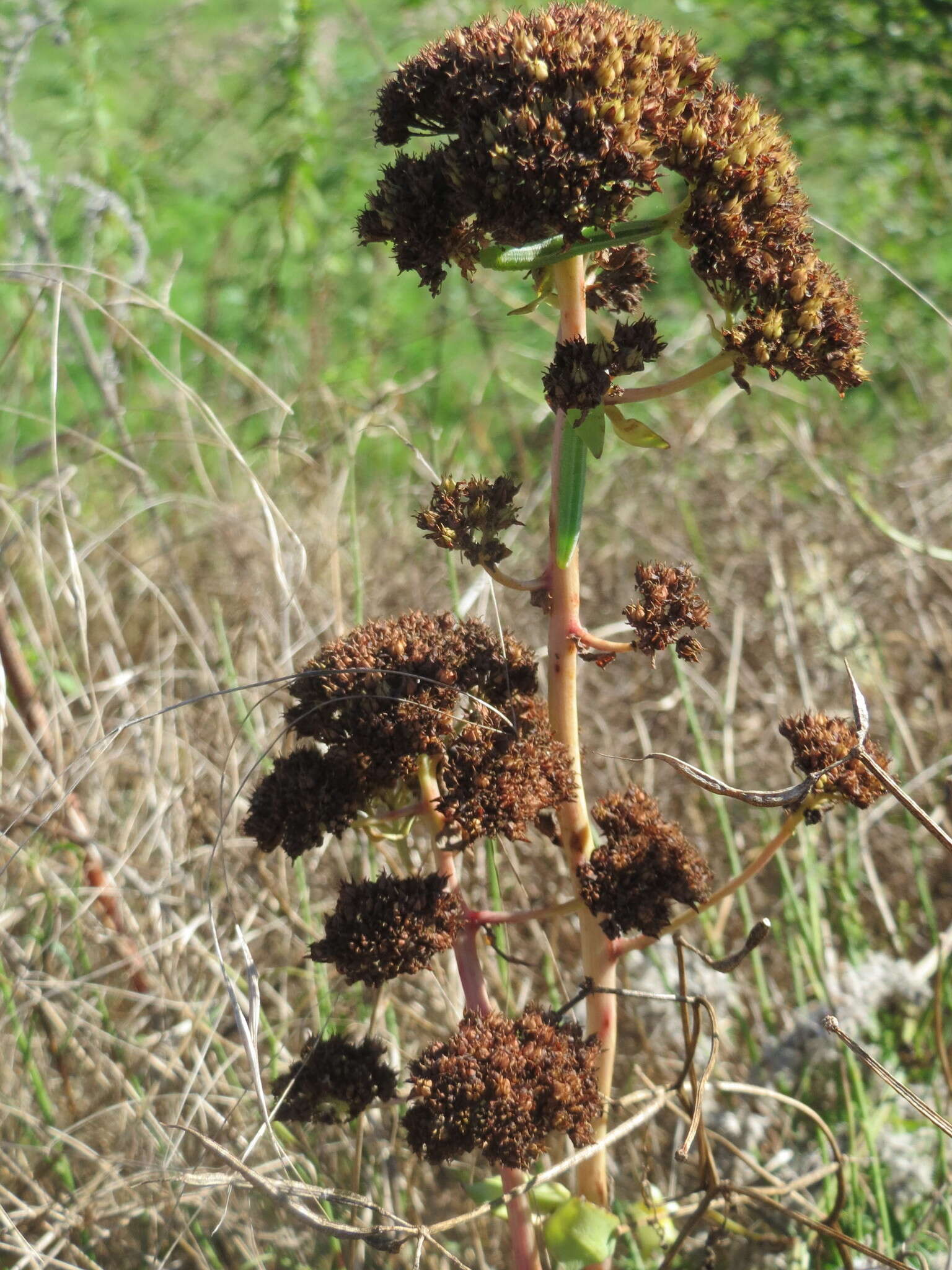 Hylotelephium telephium (L.) H. Ohba resmi