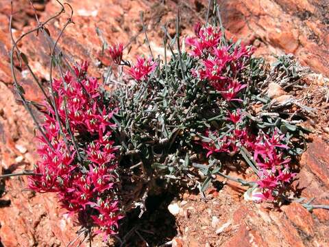 Image of Microloma calycinum E. Mey.