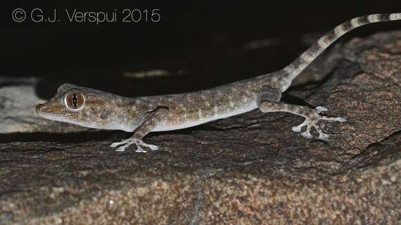 Image of Ptyodactylus orlovi Nazarov, Melnikov & Melnikova 2013