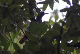 Image of Maroon Oriole