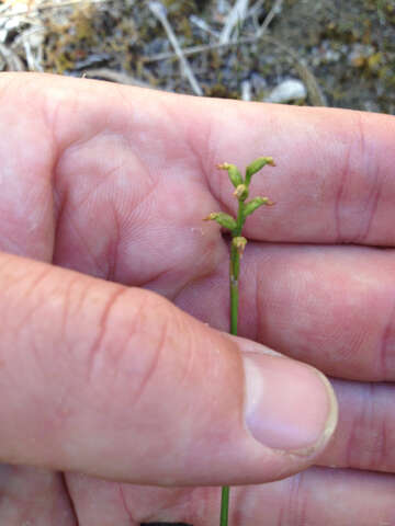 Imagem de Prasophyllum colensoi Hook. fil.