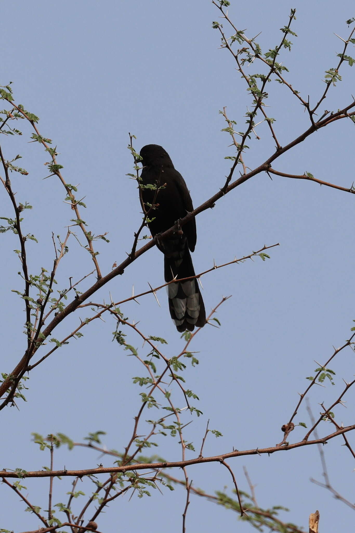 Image of Black Bush Robin