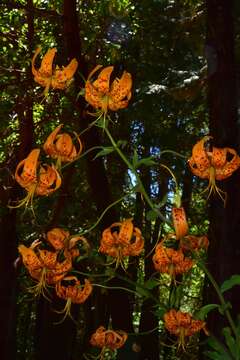 Слика од Lilium humboldtii subsp. humboldtii