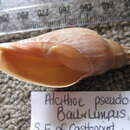 Image of Alcithoe pseudolutea Bail & Limpus 2005