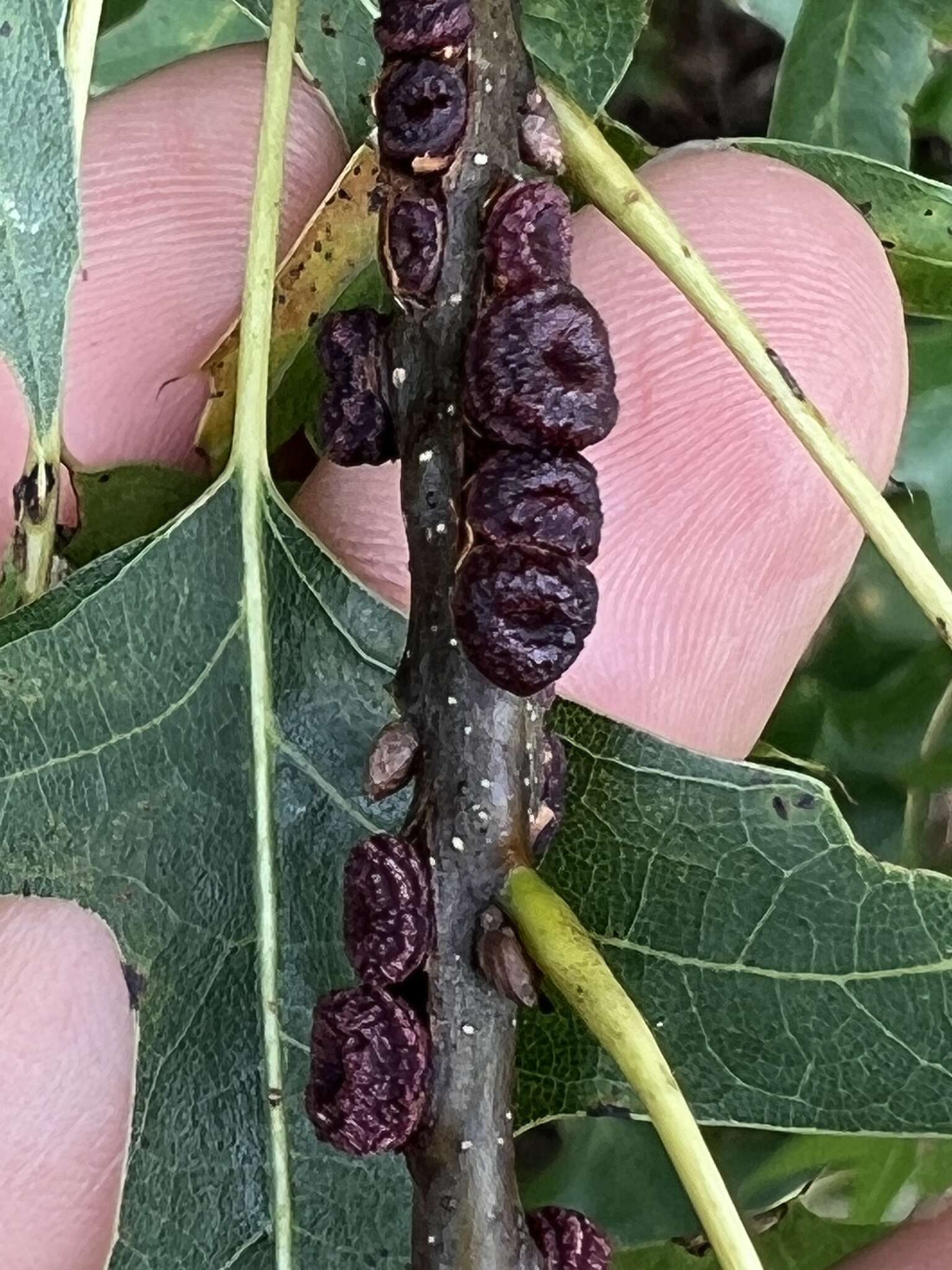 Image de Kokkocynips difficilis (Ashmead 1887) Nieves-Aldrey, Nicholls, Tang, Melika, Stone, Pujade-Villar, Buffington, Maldonado & Medianero 2021