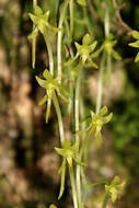 Image of Mystacidium flanaganii (Bolus) Bolus