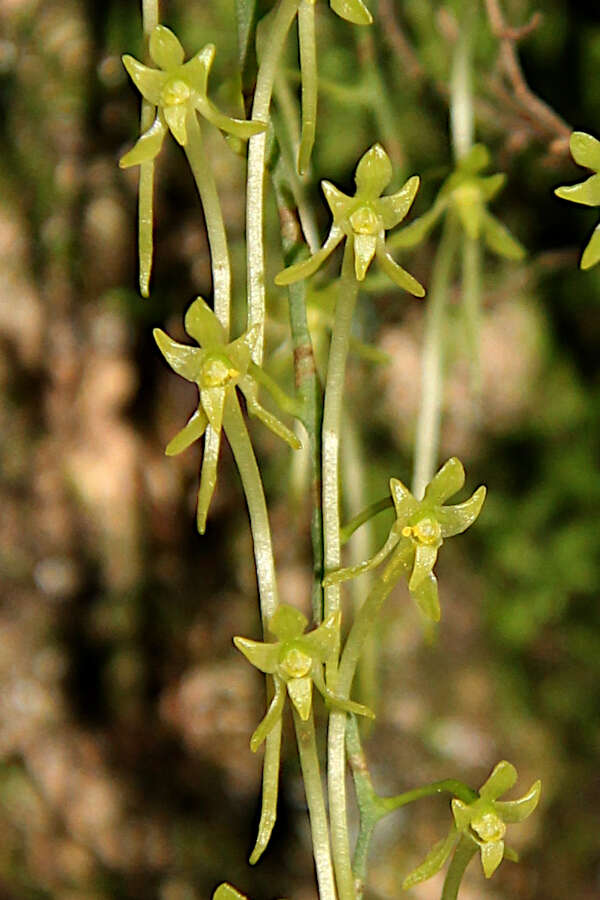 Mystacidium flanaganii (Bolus) Bolus的圖片