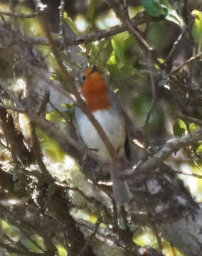 Image of Erithacus rubecula superbus Koenig & AF 1889