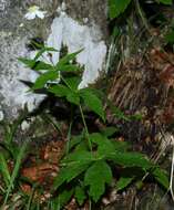 Plancia ëd Ranunculus platanifolius L.