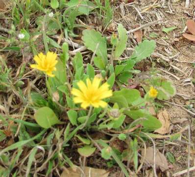 Image de Krigia occidentalis Nutt.