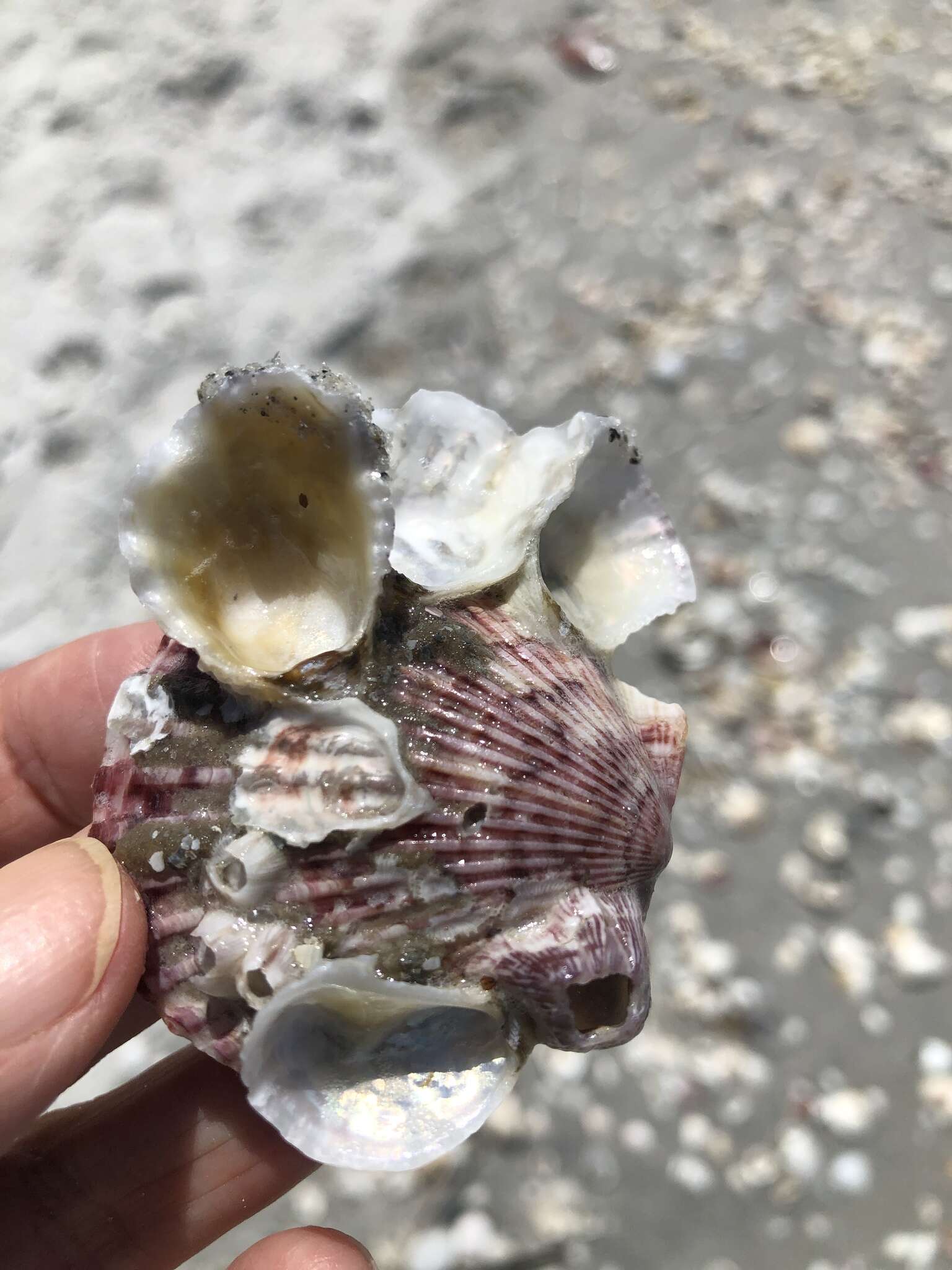 Image of crested oyster