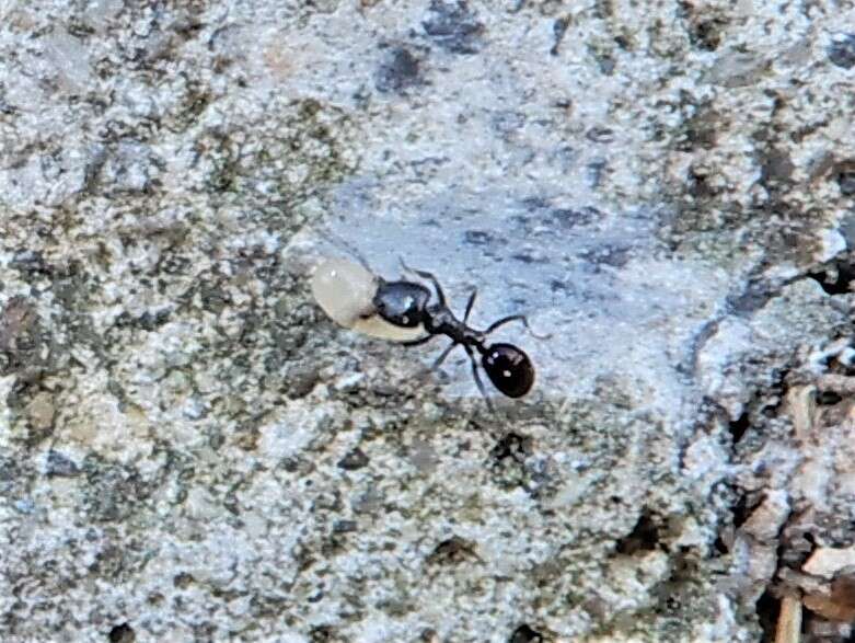 Image of Ant