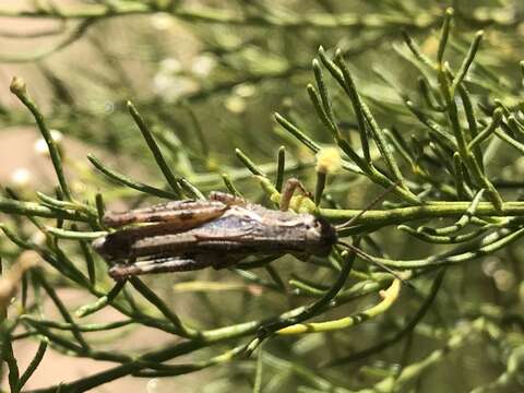 Слика од Melanoplus complanatipes Scudder & S. H. 1897