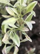 Image of Erect Pygmy-Cudweed