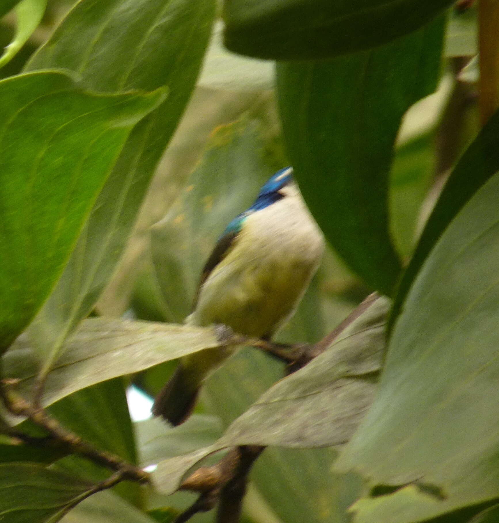 Image of Violet-tailed Sunbird