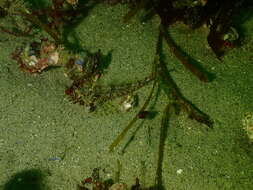 Image of Snubnose sculpin