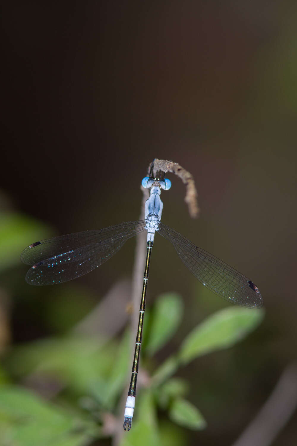 Sivun Lestes sigma Calvert 1901 kuva