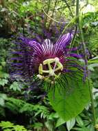 Imagem de Passiflora crassifolia Killip