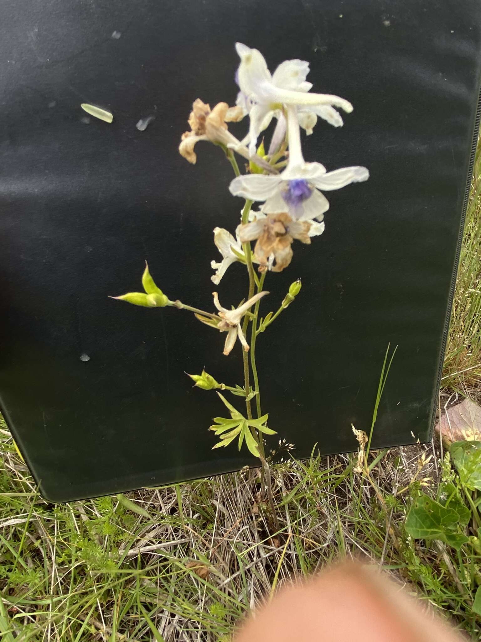 孔雀翠雀花的圖片