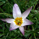 Image of Tulipa humilis var. aucheriana (Baker) Christenh.