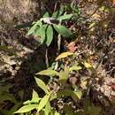صورة Solidago curtisii var. flaccidifolia (Small) R. E. Cook & Semple