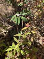 Image of mountain goldenrod