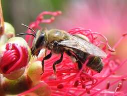 Leioproctus amabilis (Smith 1879) resmi